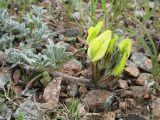 Astragalus pseudocytisoides. Цветущее растение. Казахстан, Чу-Илийские горы, пер. Кордай, каменистый склон вост. экспозиции, выс. 980 м н.у.м. 12 апреля 2016 г.