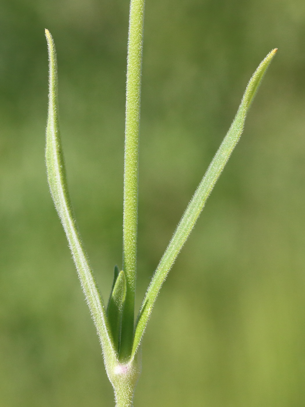 Изображение особи Melandrium latifolium.