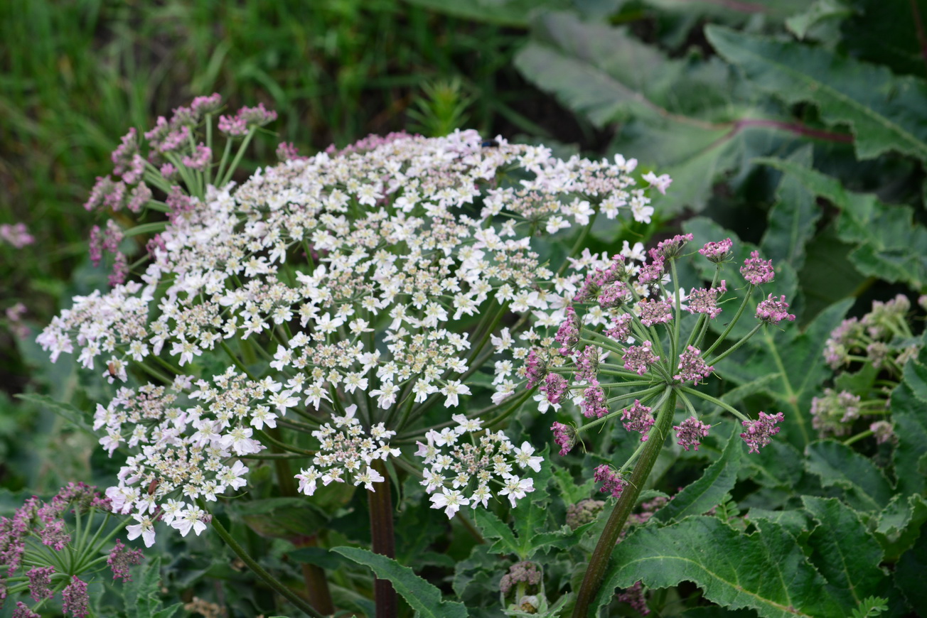 Изображение особи Heracleum grandiflorum.