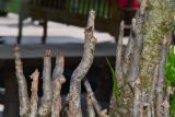 genus Rhizophora. Пневматофоры. Таиланд, о-в Пхукет, ботанический сад, маленький искусственный водоём. 16.01.2017.