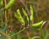 Lathyrus pratensis