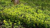 Chrysosplenium alternifolium. Аспект цветущего селезёночника в лесу. Чувашия, окрестности г. Шумерля, Подвенец, Чёрный лес. 17 апреля 2008 г.