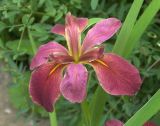 Iris × violipurpurea