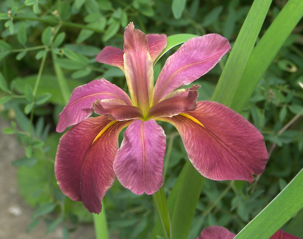 Image of Iris &times; violipurpurea specimen.