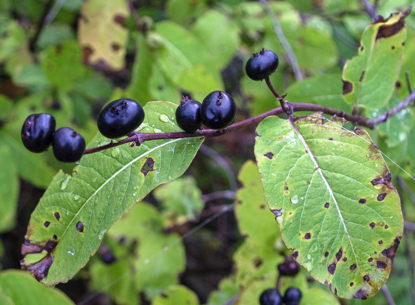 Изображение особи Lonicera orientalis.