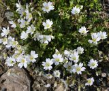 Cerastium alpinum. Верхушки побегов с цветками и бутонами. Коми, Интинский р-н, Приполярный Урал, хр. Малдынырд, левый борт р. Балбанъю, приводораздельное плато над каром оз. Грубепендиты, каменистая тундра. 30.07.2017.