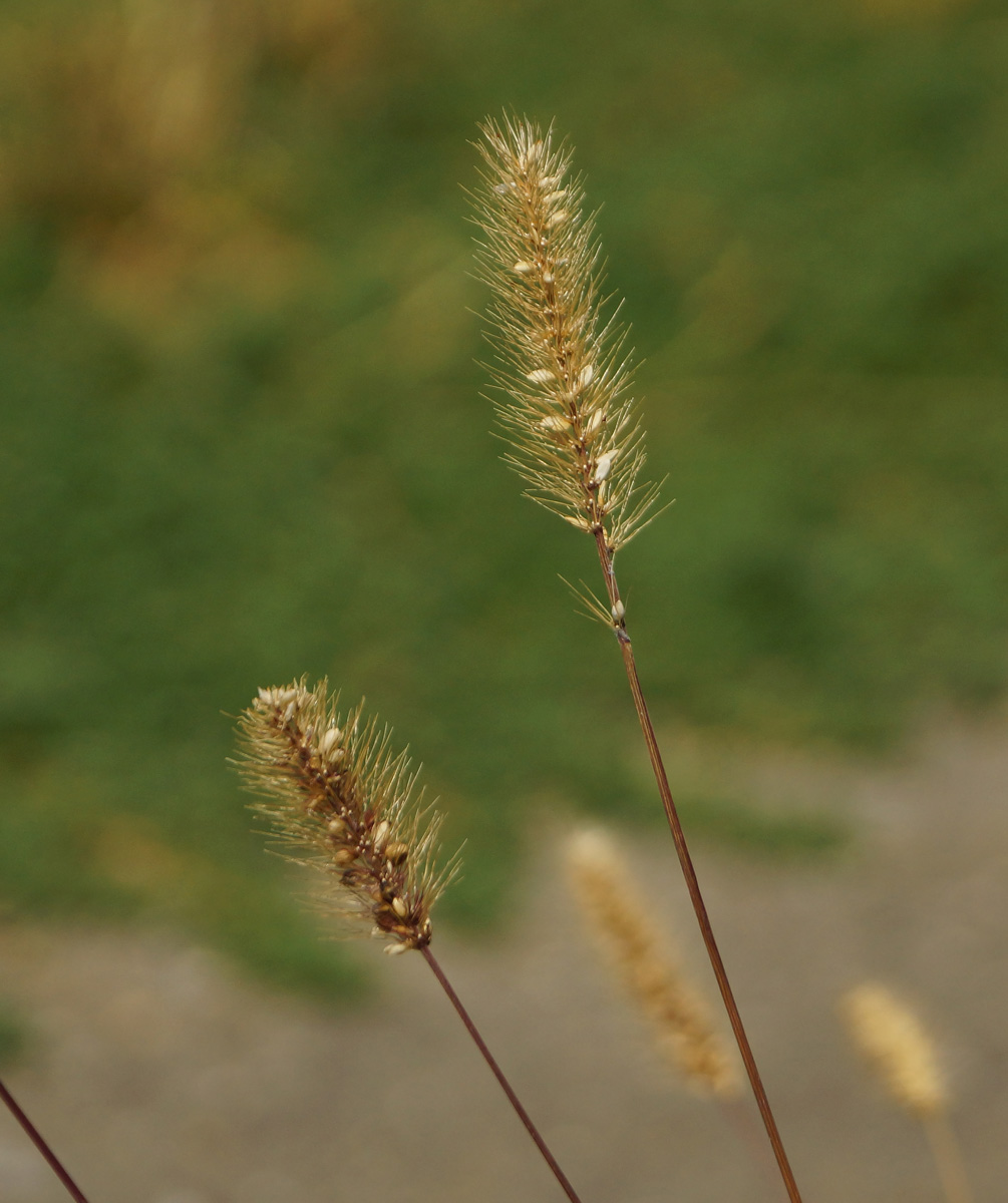 Изображение особи Setaria viridis.