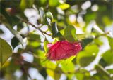 Camellia japonica