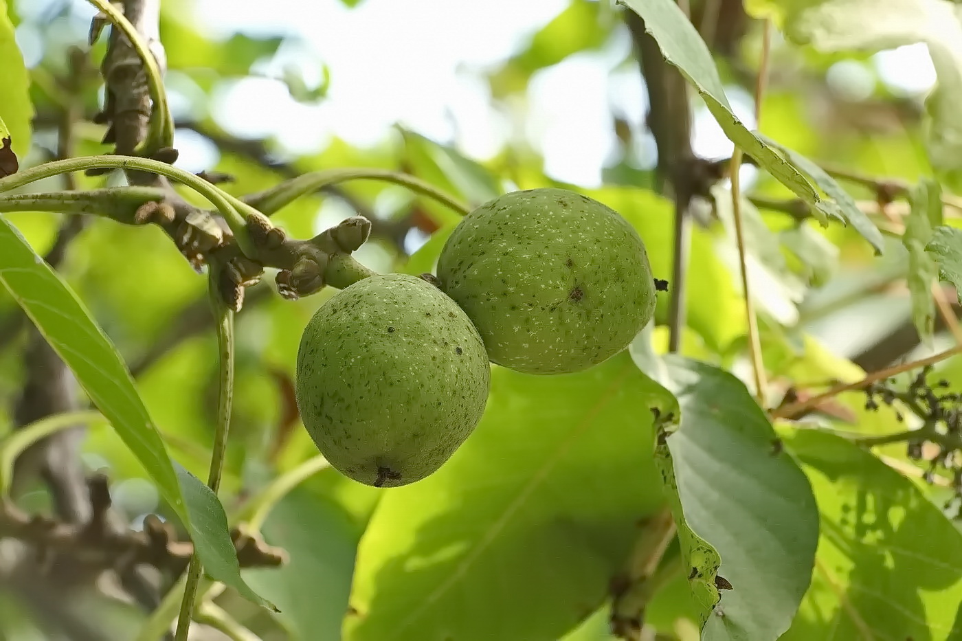 Изображение особи Juglans regia.