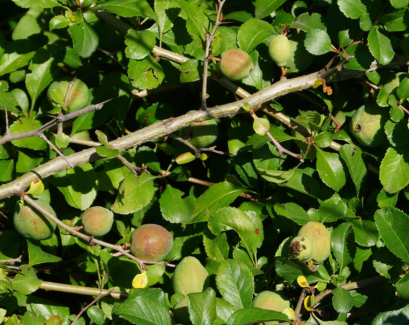 Изображение особи Chaenomeles japonica.