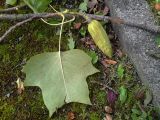 Liriodendron tulipifera