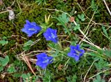 Gentiana grandiflora. Цветущие растения. Красноярский край, Ермаковский р-н, природный парк \"Ергаки\", гора Видовка, ≈ 1900 м н.у.м., горная тундра. 15.07.2018.