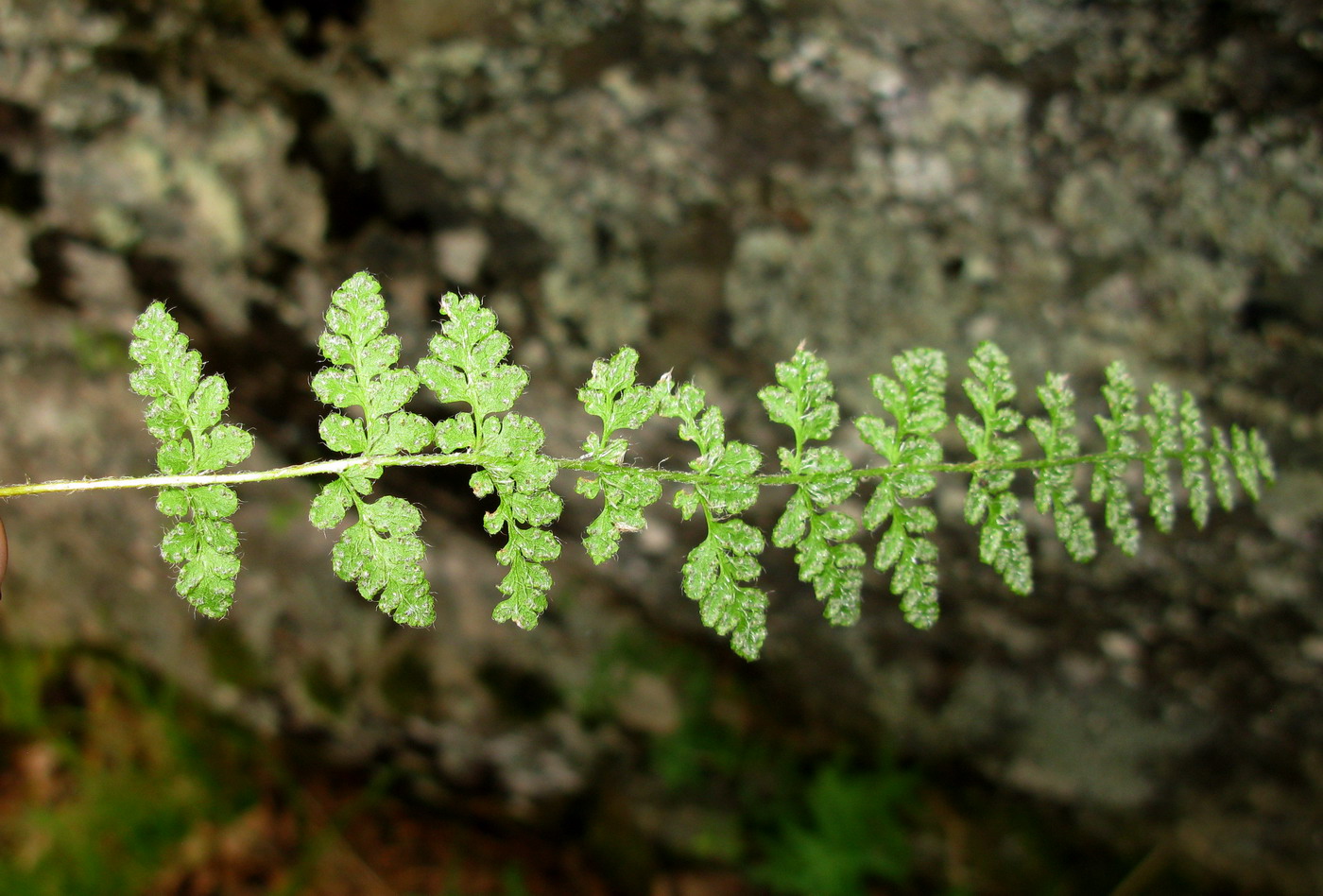 Изображение особи Woodsia taigischensis.