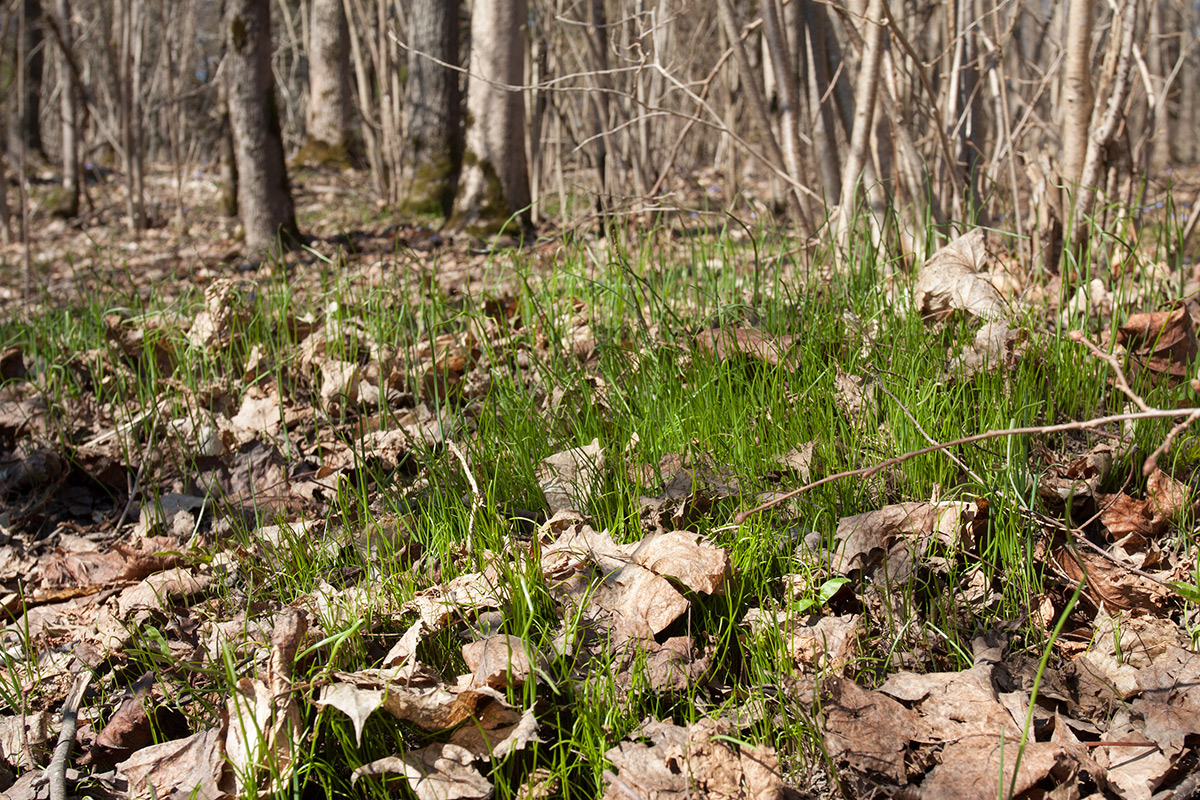 Изображение особи Allium oleraceum.