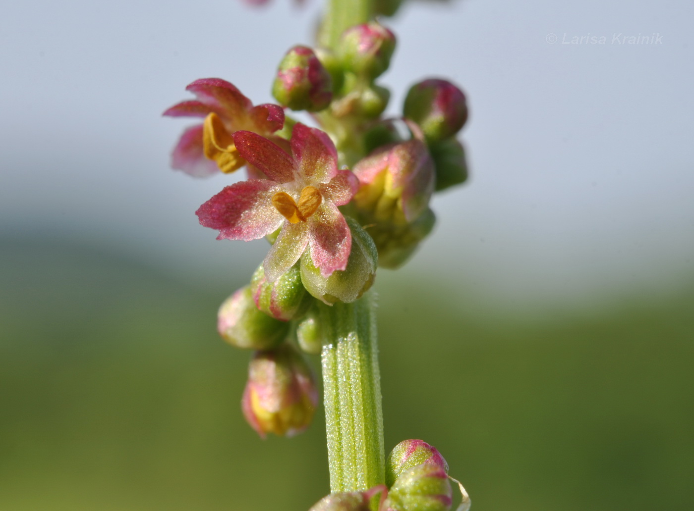 Изображение особи Rumex acetosa.