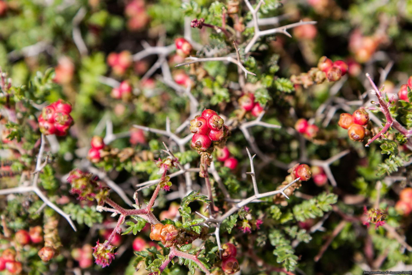 Изображение особи Sarcopoterium spinosum.