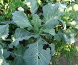 Brassica oleracea var. capitata