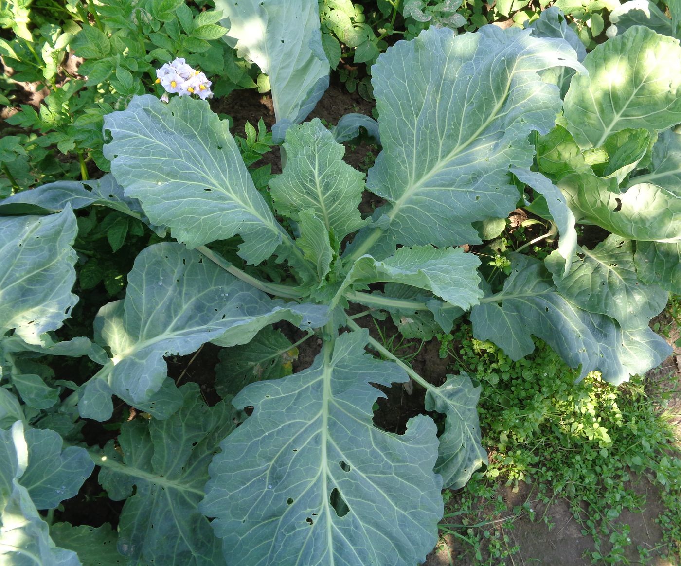 Изображение особи Brassica oleracea var. capitata.