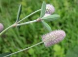 Trifolium arvense