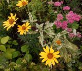 Heliopsis подвид scabra