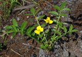 Potentilla pacifica