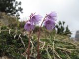 Soldanella alpina. Верхушки побегов с соцветиями. Восточные Альпы, окрестности г. Инсбрук, гора Hafelekarspitze, около 1800 м н.у.м. 06.05.2010.