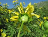 Silphium perfoliatum