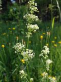 Galium album