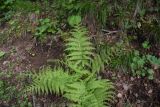 Athyrium filix-femina