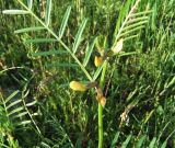 Vicia biebersteinii