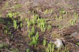 Veratrum lobelianum. Молодые побеги в защищённой от ветра сырой низине на верхушке сопки. Кольский п-ов, г. Мурманск, гора Горелая, восточный склон, 245 м н.у.м. 03.06.2011.