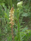 Orobanche pallidiflora