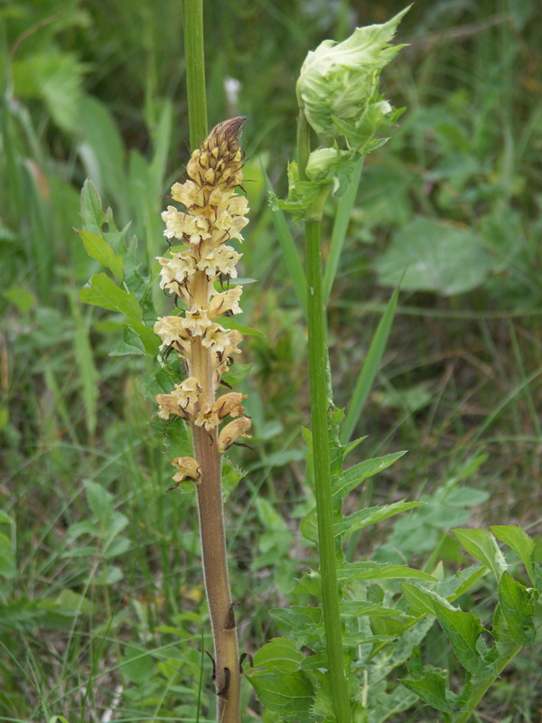 Изображение особи Orobanche pallidiflora.