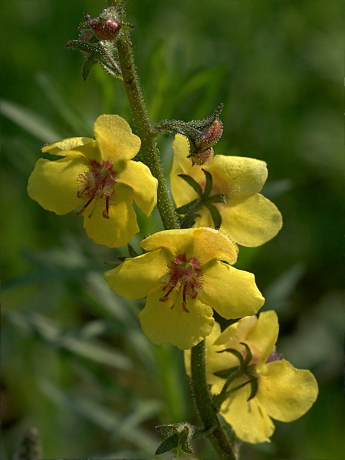 Изображение особи Verbascum blattaria.