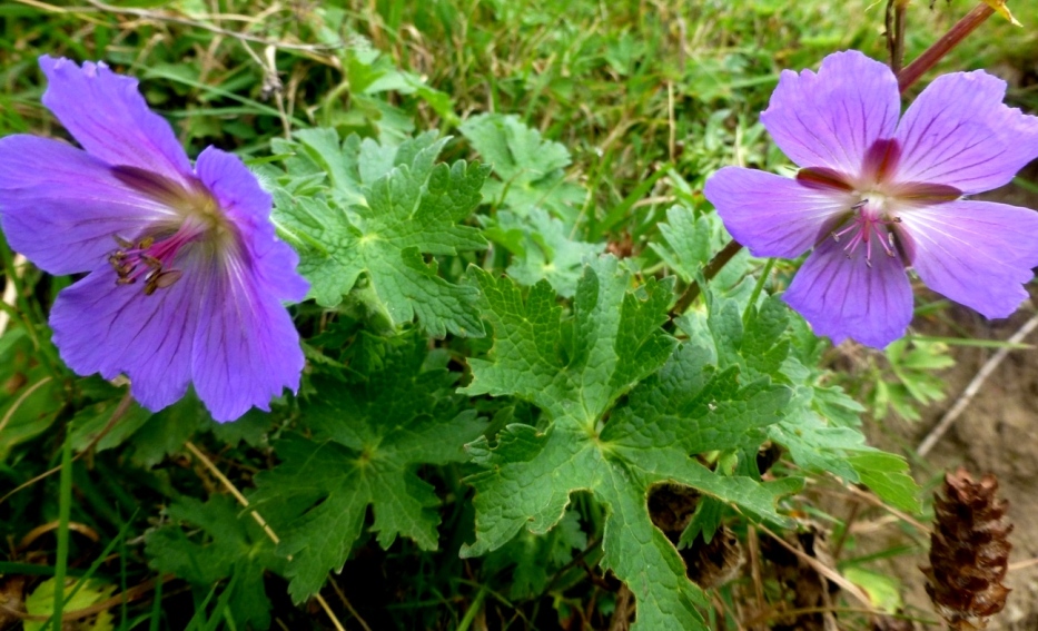 Изображение особи Geranium platypetalum.