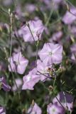 Convolvulus subhirsutus. Цветки. Южный Казахстан, нижний Боролдай, 2 км выше пос. Коктюбе. 02.06.2012.