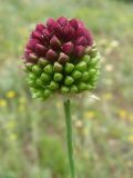 Allium sphaerocephalon. Распускающееся соцветие. Ростовская обл. г. Новочеркасск, бугры. 25.06.2010.