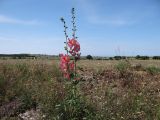 Alcea rosea