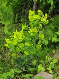 Euphorbia amygdaloides. Цветущее растение. Украина, Ивано-Франковская обл., Верховинский р-н, окр. села Дземброня, у дороги в еловом лесу. 4 июня 2009 г.