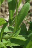 Myosotis arvensis