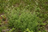 Galium intermedium