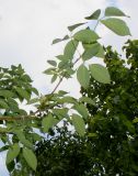 Staphylea trifolia. Ветвь. Германия, г. Дюссельдорф, Ботанический сад университета. 02.06.2014.