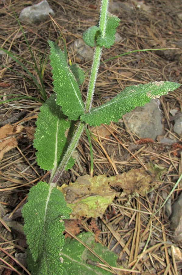 Image of Salvia virgata specimen.