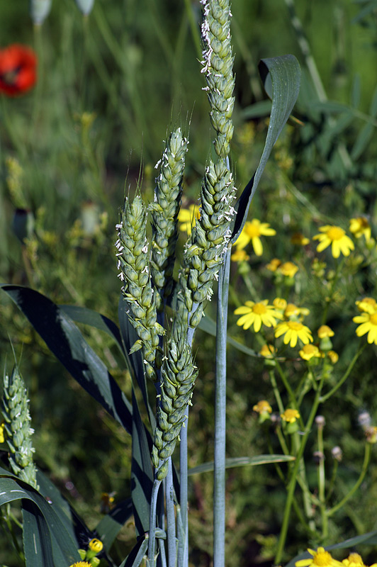 Изображение особи Triticum aestivum.