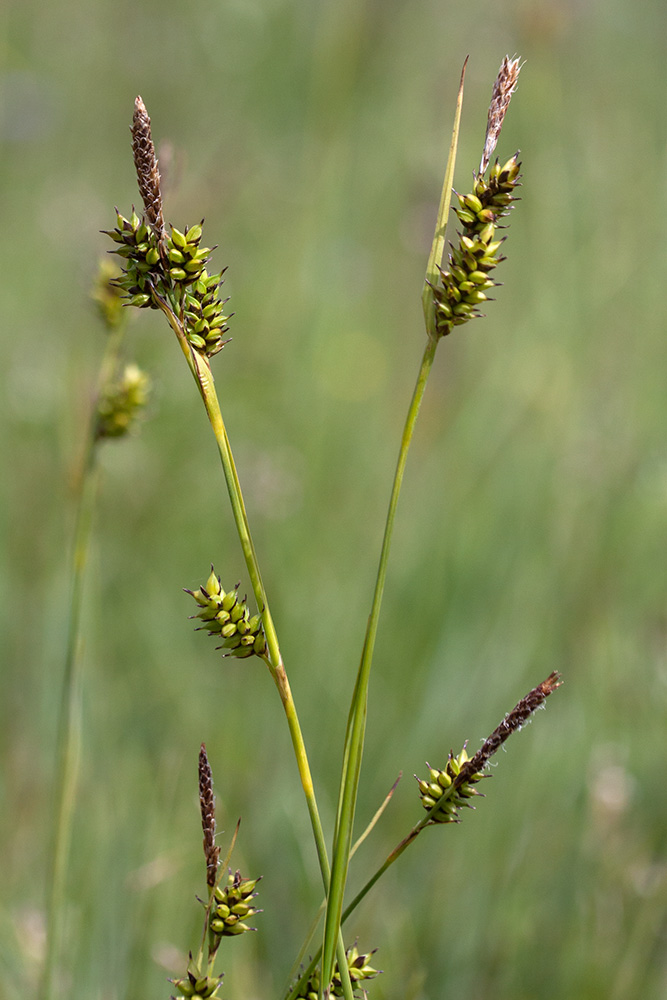 Изображение особи Carex hostiana.