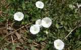 Convolvulus arvensis