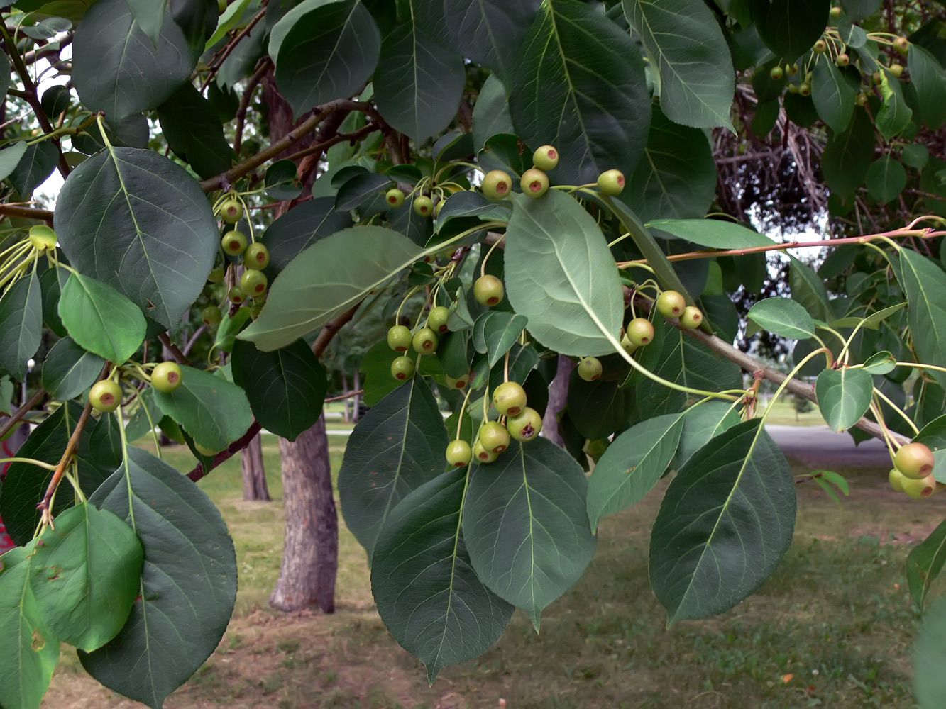 Изображение особи Malus baccata.