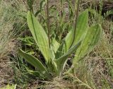 Plantago urvillei