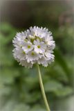 Primula denticulata. Верхушка побега с соцветием (белоцветковая форма). Санкт-Петербург, Старый Петергоф, парк \"Сергиевка\", цветник с элементами рокария и альпийской горки. 16.05.2015.