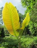 Magnolia officinalis var. biloba